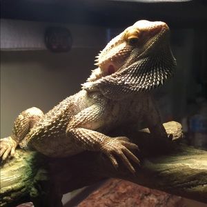 Meet your Posher, Stacey